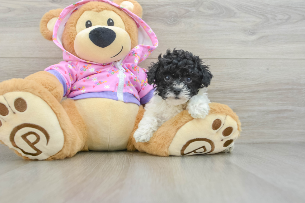 Adorable Toy Poodle Purebred Puppy