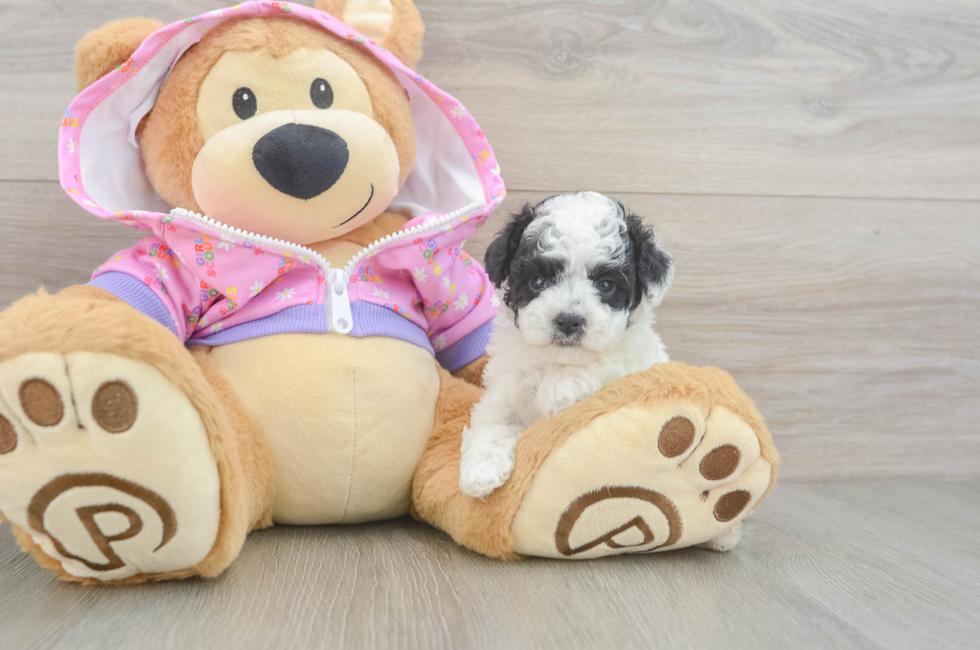 6 week old Poodle Puppy For Sale - Premier Pups