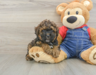 8 week old Poodle Puppy For Sale - Premier Pups
