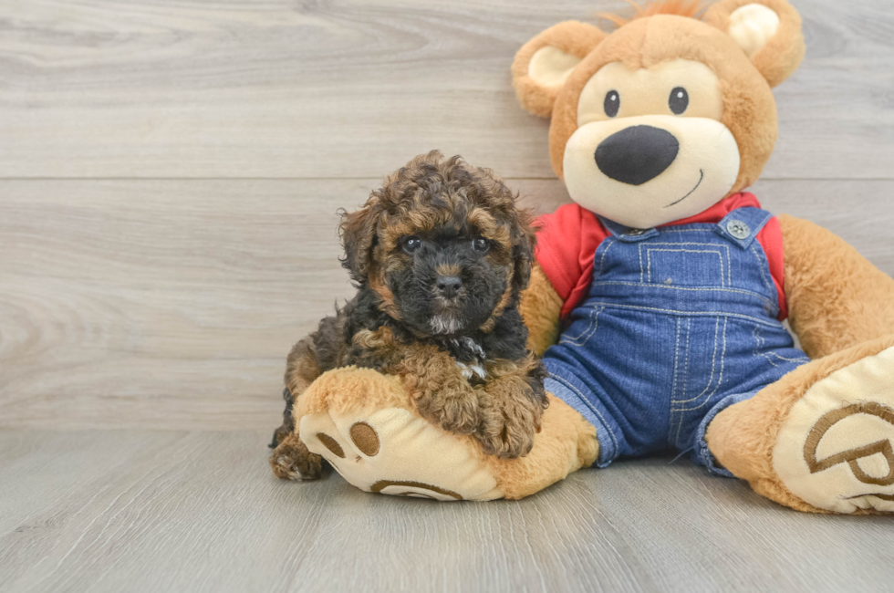 5 week old Poodle Puppy For Sale - Premier Pups