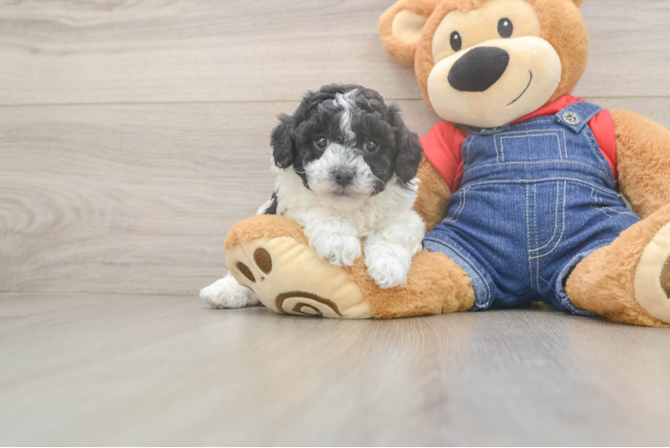 Akc Registered Poodle Purebred Pup