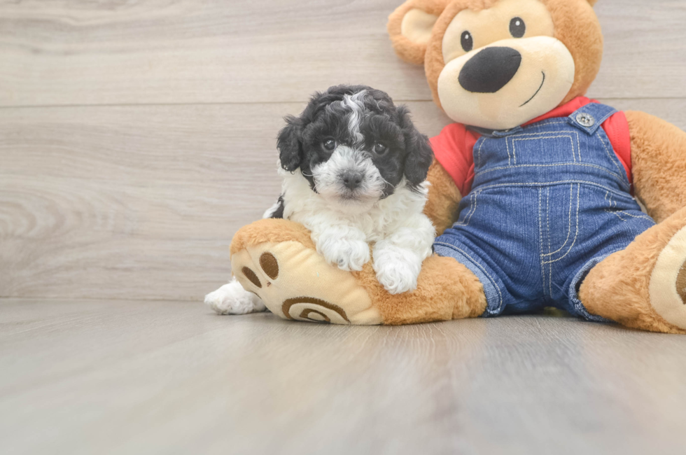 5 week old Poodle Puppy For Sale - Premier Pups