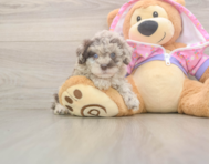 9 week old Poodle Puppy For Sale - Premier Pups