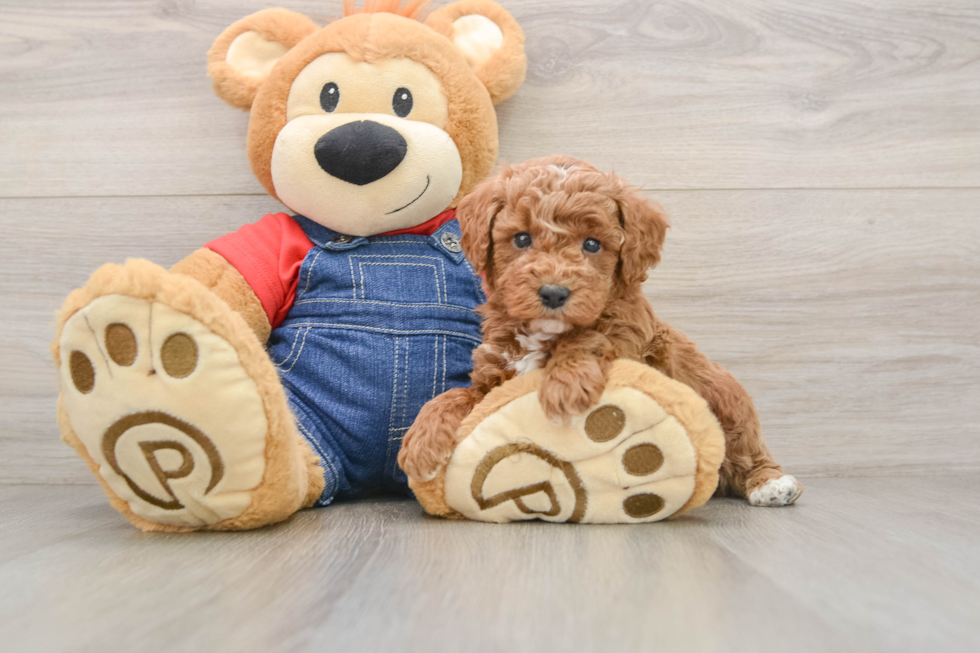 Hypoallergenic Poodle Baby