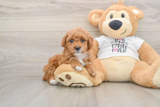 Poodle Pup Being Cute