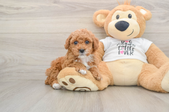Poodle Pup Being Cute
