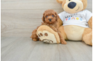 Friendly Poodle Baby
