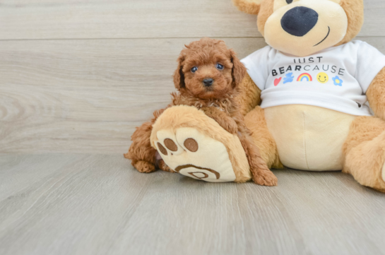 Friendly Poodle Baby