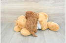 Poodle Puppy for Adoption