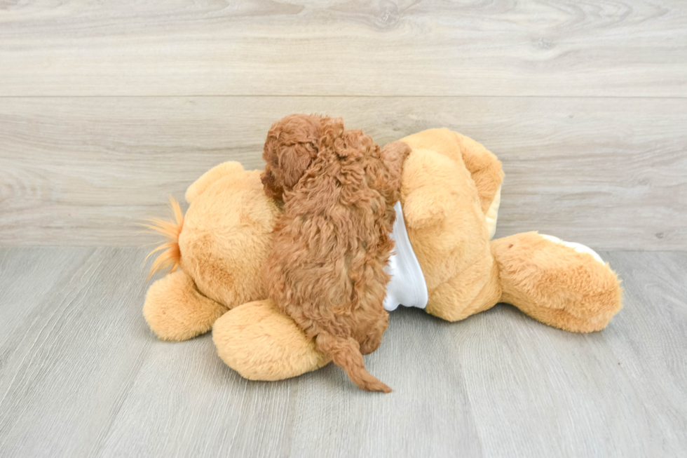 Poodle Puppy for Adoption