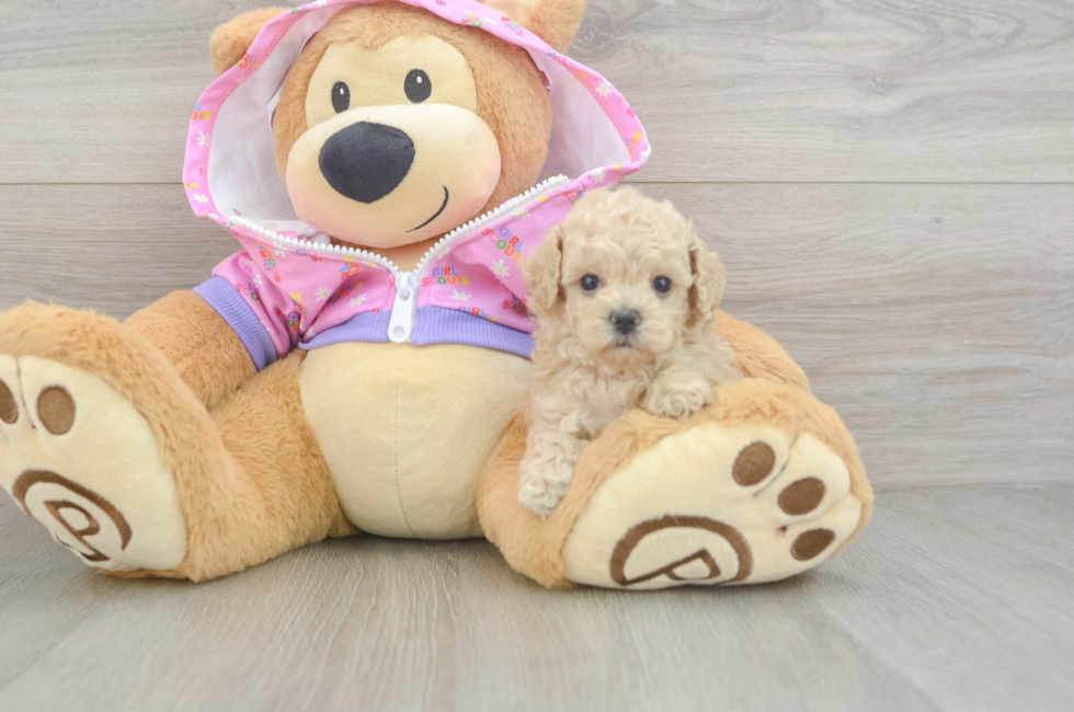 6 week old Poodle Puppy For Sale - Premier Pups