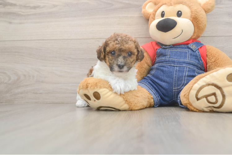 Poodle Pup Being Cute