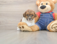 7 week old Poodle Puppy For Sale - Premier Pups
