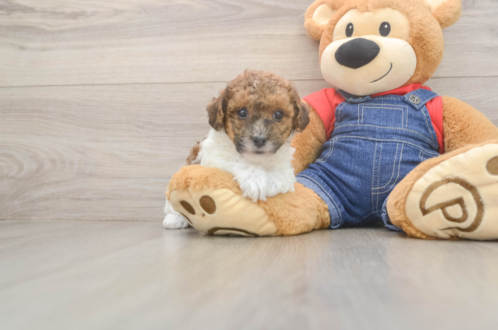 5 week old Poodle Puppy For Sale - Premier Pups