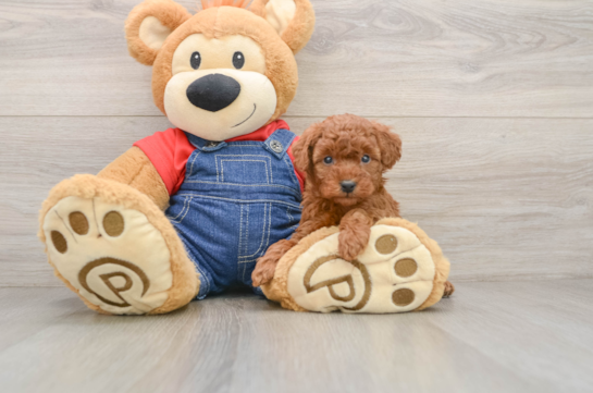 Poodle Pup Being Cute