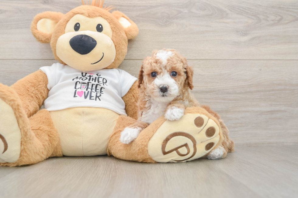 Akc Registered Poodle Purebred Pup