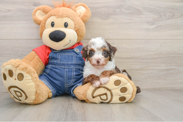Cute Pooodle Purebred Puppy