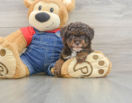 8 week old Poodle Puppy For Sale - Premier Pups