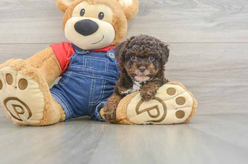 5 week old Poodle Puppy For Sale - Premier Pups