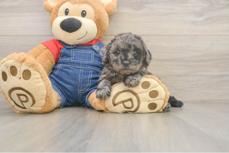 Popular Poodle Purebred Pup