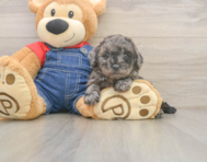 7 week old Poodle Puppy For Sale - Premier Pups