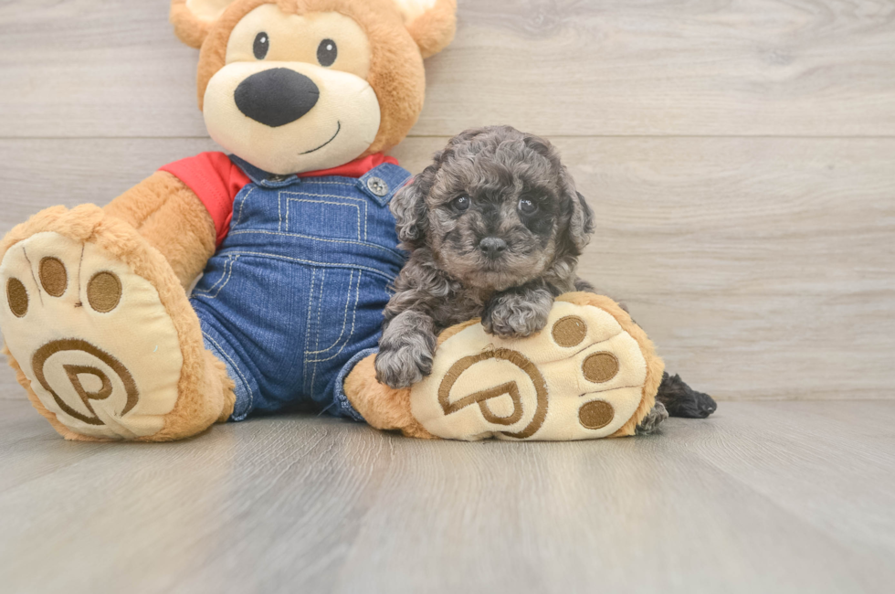 5 week old Poodle Puppy For Sale - Premier Pups