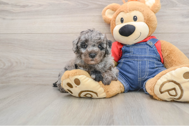 Hypoallergenic Poodle Purebred Pup