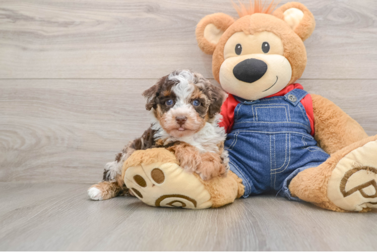 Poodle Pup Being Cute