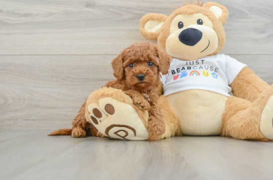 Poodle Puppy for Adoption