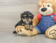 8 week old Poodle Puppy For Sale - Premier Pups