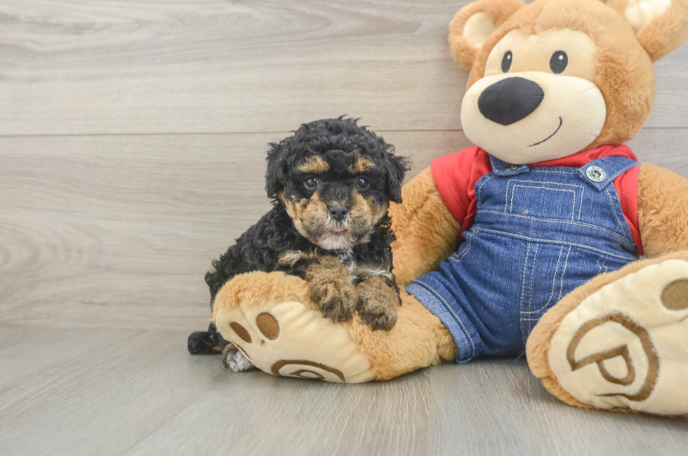 5 week old Poodle Puppy For Sale - Premier Pups