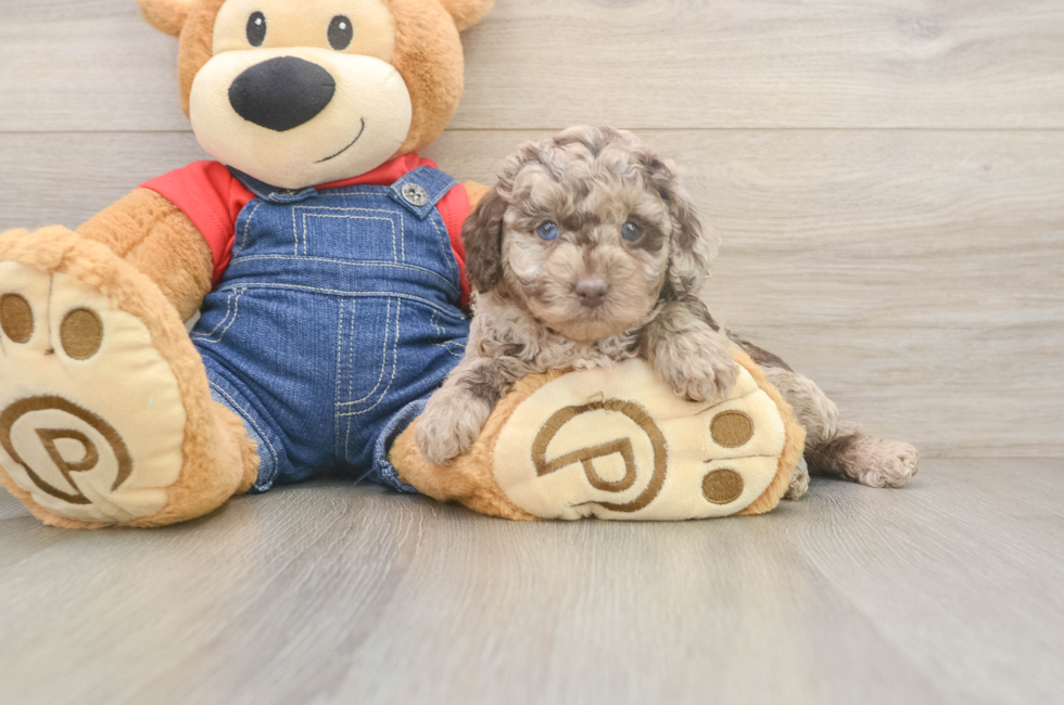 5 week old Poodle Puppy For Sale - Premier Pups