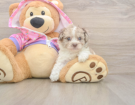 7 week old Poodle Puppy For Sale - Premier Pups