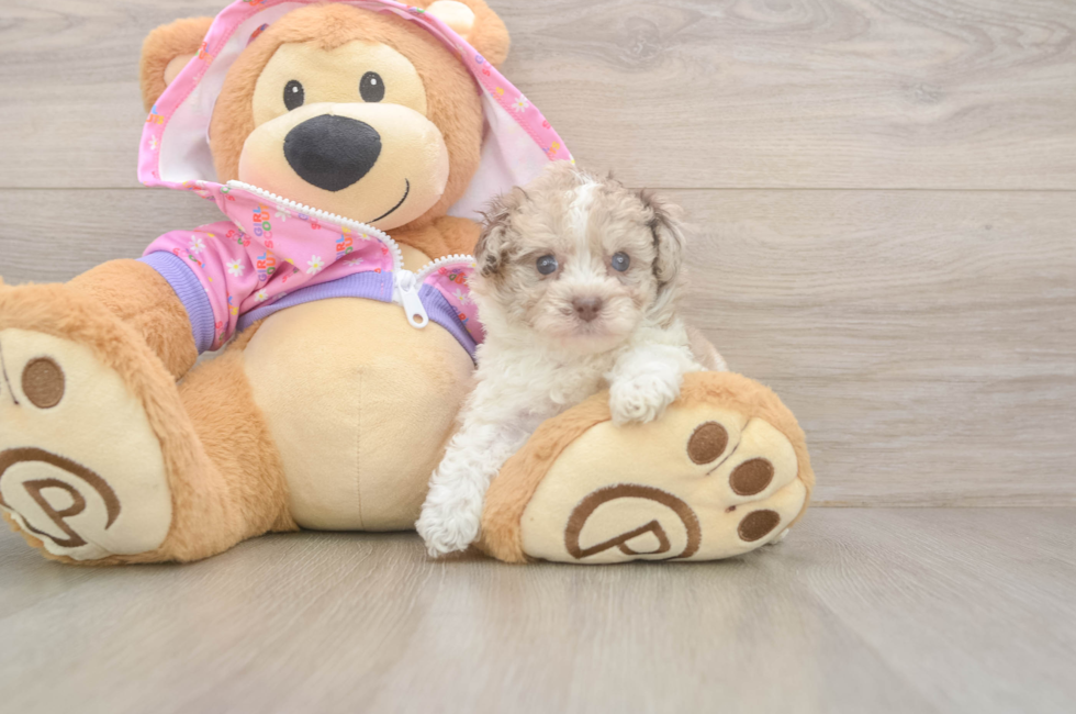 5 week old Poodle Puppy For Sale - Premier Pups