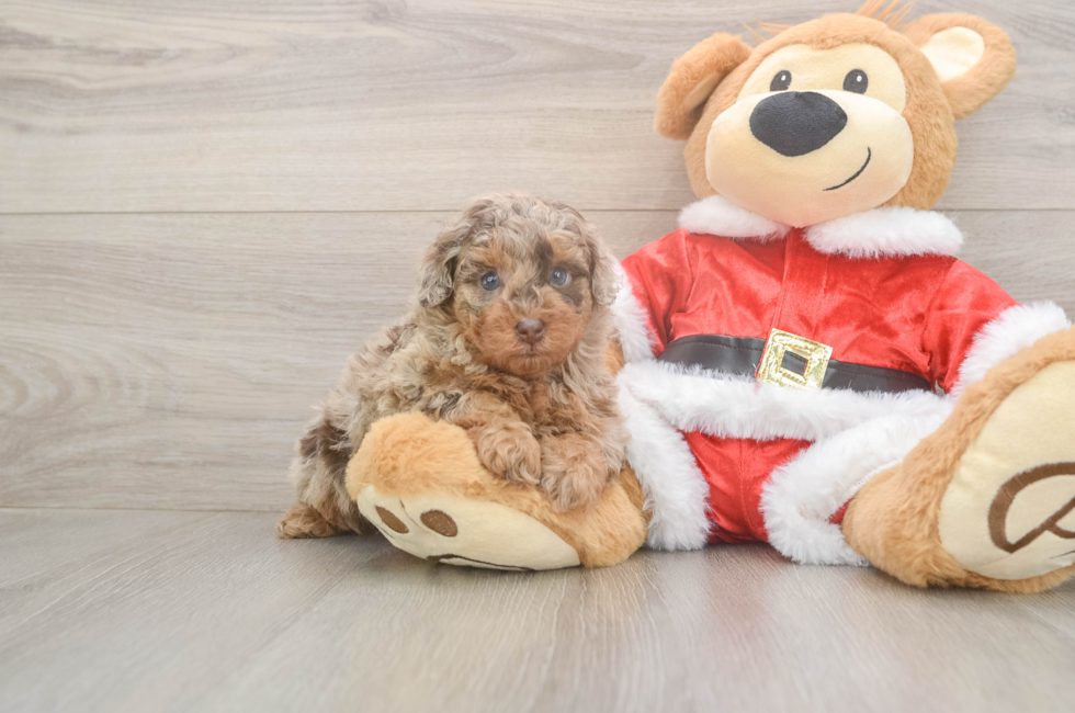 5 week old Poodle Puppy For Sale - Premier Pups