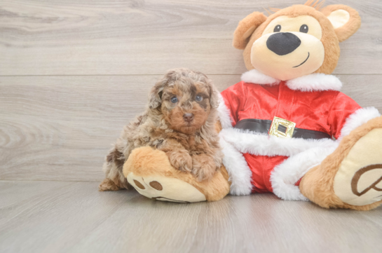 Poodle Pup Being Cute