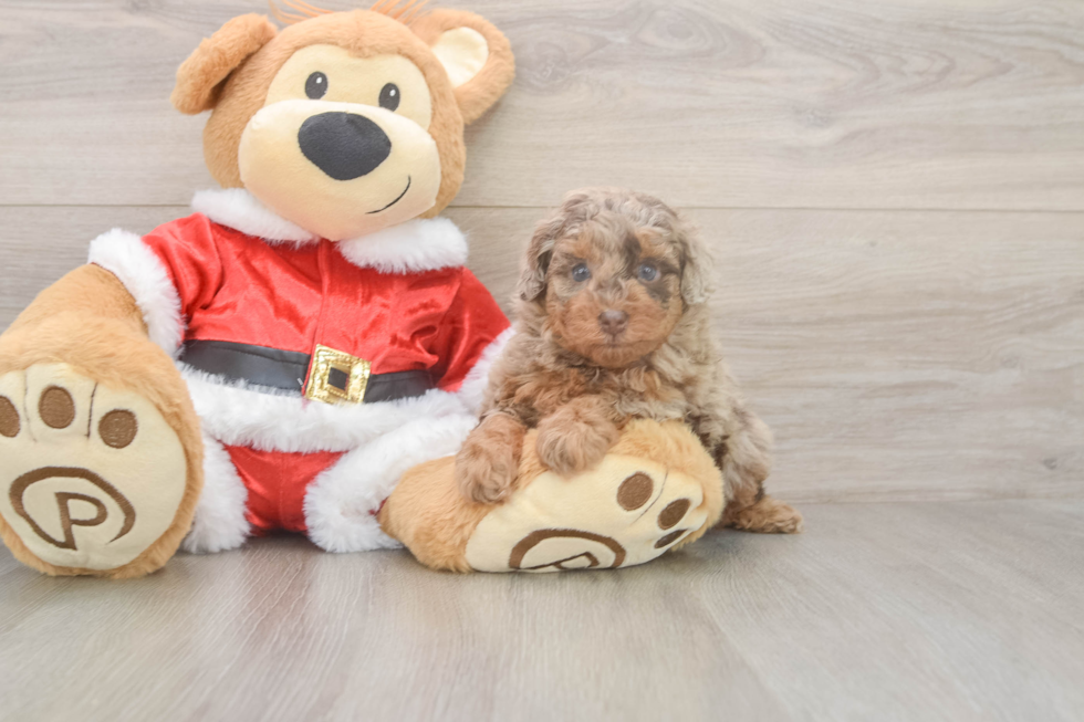 Poodle Pup Being Cute