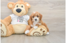 Poodle Puppy for Adoption