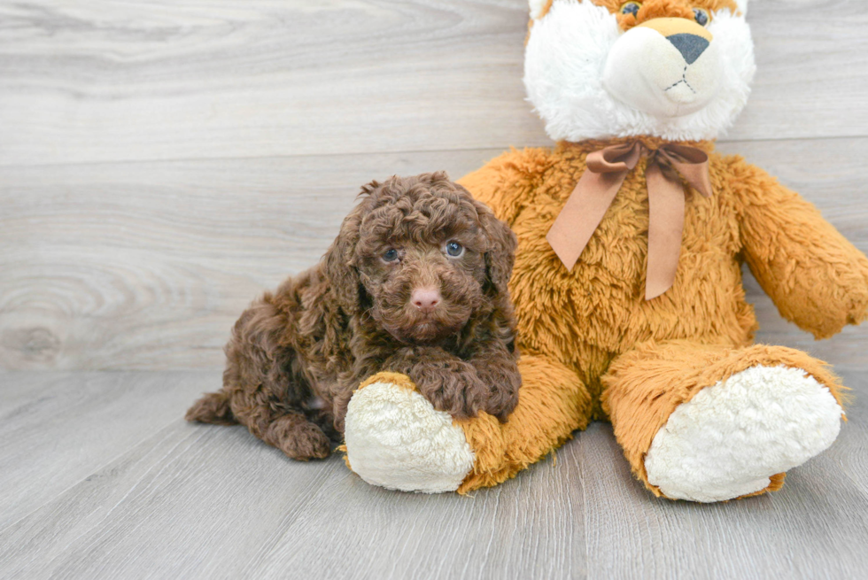 Poodle Pup Being Cute