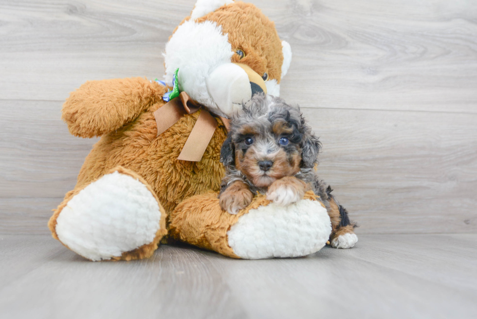 Funny Poodle Purebred Pup