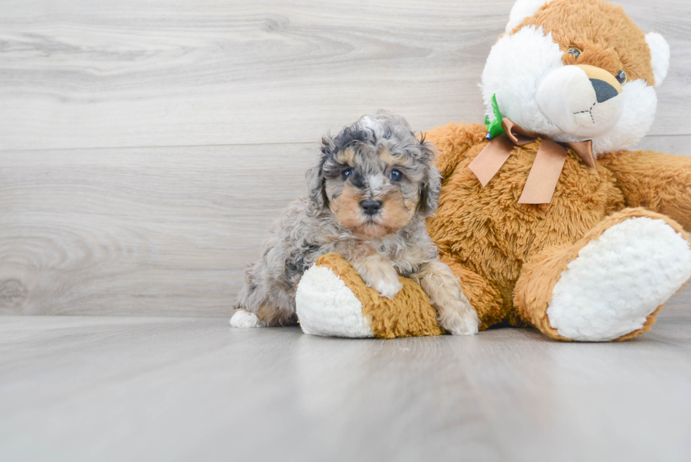 Best Poodle Baby