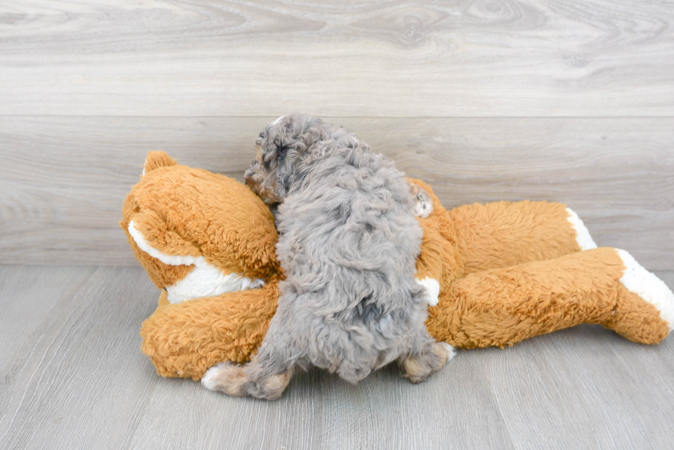 Poodle Puppy for Adoption