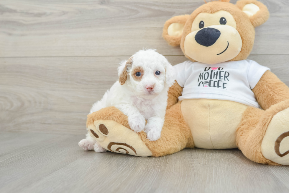 Playful Poodle Baby