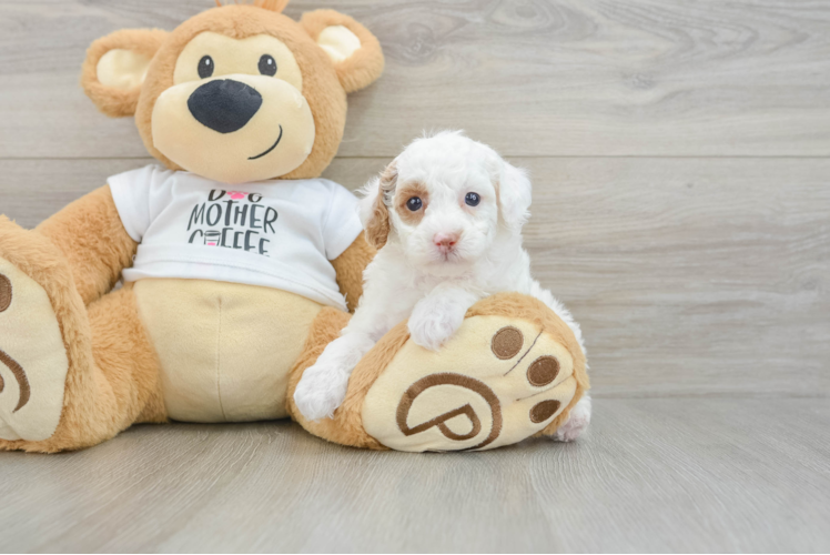 Poodle Pup Being Cute