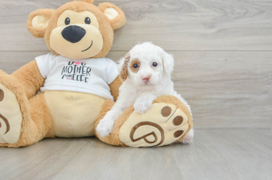 Poodle Pup Being Cute