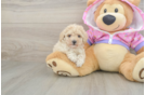 Small Poodle Purebred Pup