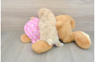 Poodle Puppy for Adoption