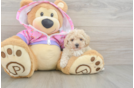 Friendly Poodle Baby