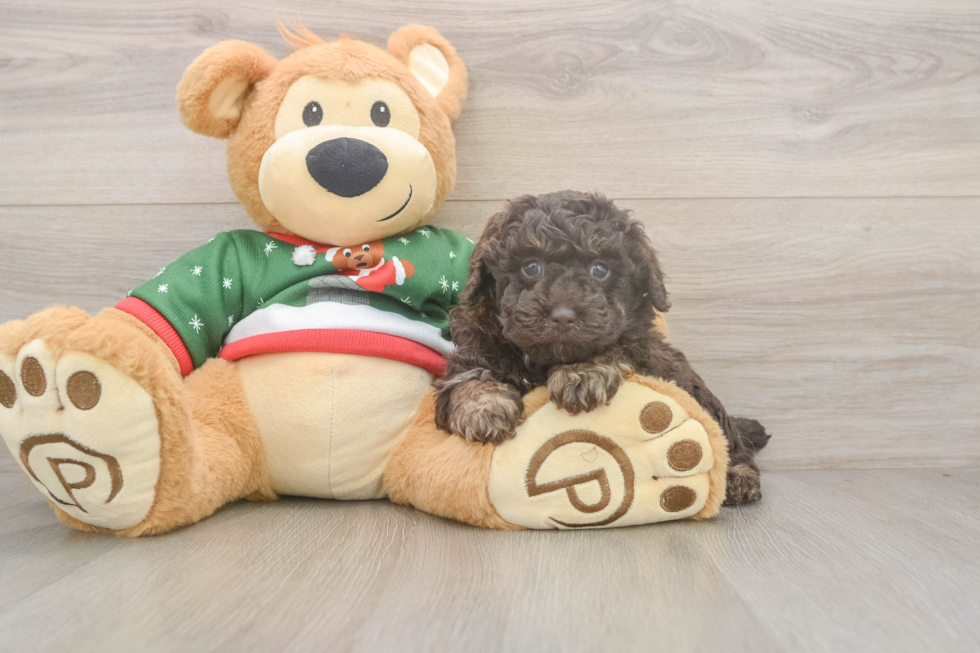 Cute Pudel Purebred Puppy