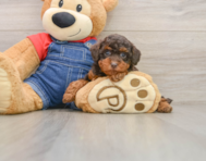 6 week old Poodle Puppy For Sale - Premier Pups